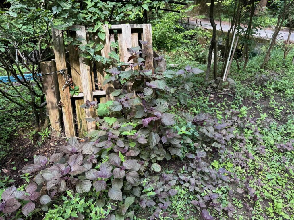 刈場坂峠 20250809