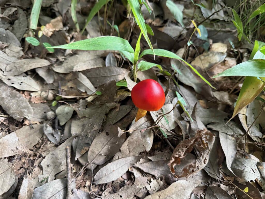 久須美山 20251004