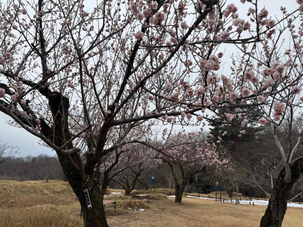 武蔵丘陵森林公園 20260211